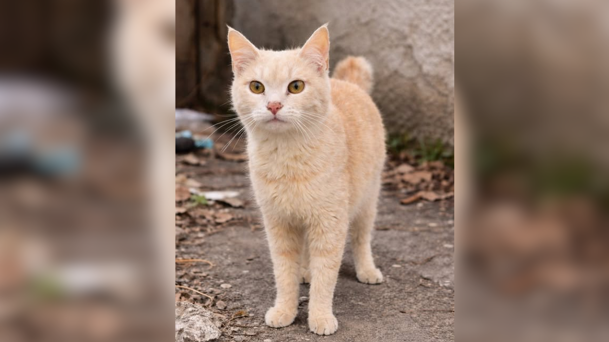 Подаруйте дім і дружбу: безпритульні хвостики Івано-Франківська в очікуванні кращого життя