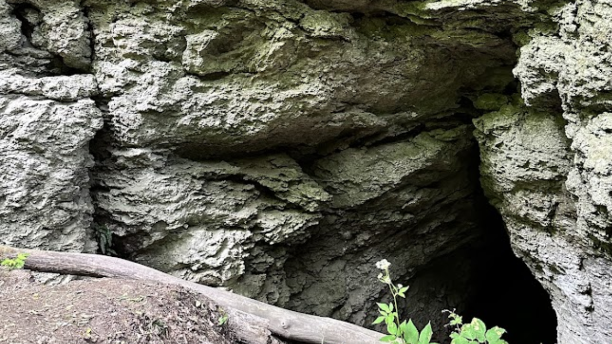 У печері на Прикарпатті знайшли кілька видів рідкісних рослин