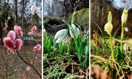 Первоцвіти