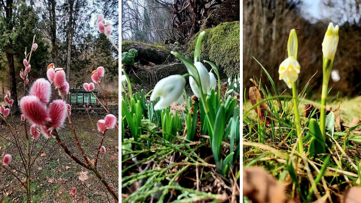 Первоцвіти