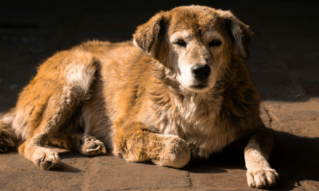 в Івано-Франківську безпритульні тварини прагнуть стати домашніми улюбленцями