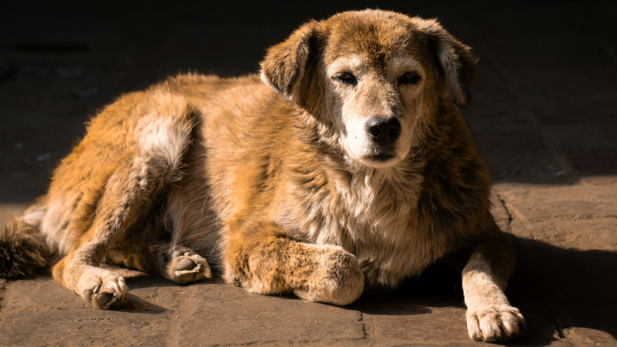 в Івано-Франківську безпритульні тварини прагнуть стати домашніми улюбленцями