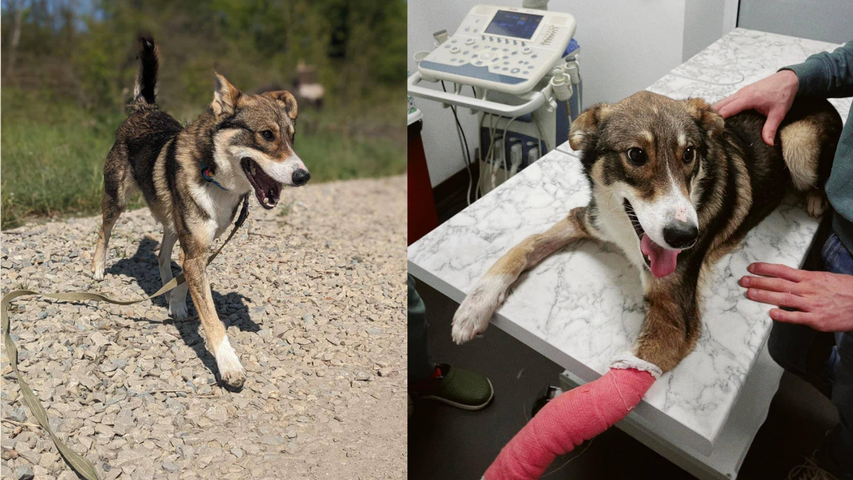 Подаруйте дім і дружбу: безпритульні хвостики Івано-Франківська в очікуванні кращого життя