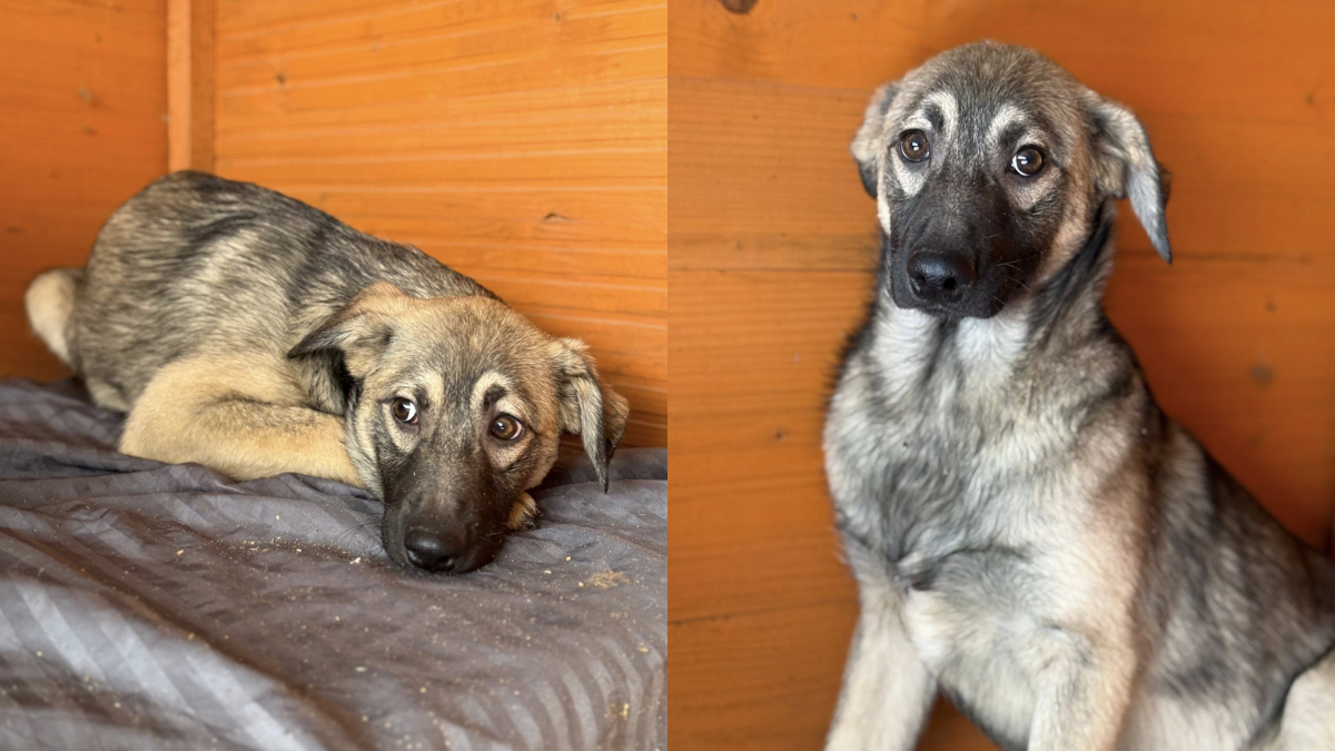 Чотирилапі хвостики з Івано-Франківська у пошуках найкращих господарів