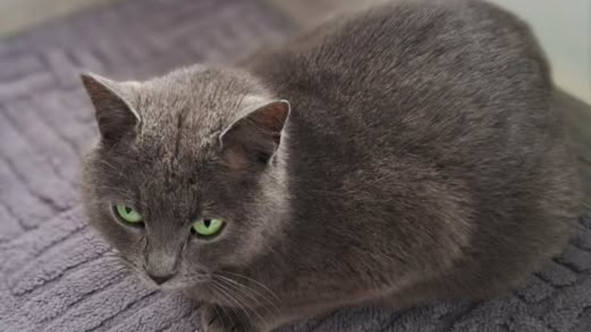 в Івано-Франківську безпритульні тварини прагнуть стати домашніми улюбленцями