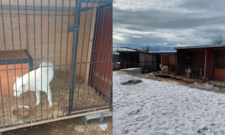 У Надвірній вуличного собаку, який нападав на людей, забрали до зоопритулку