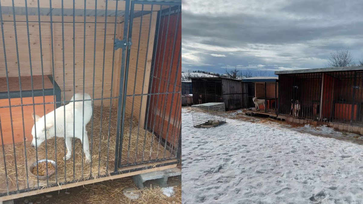 У Надвірній вуличного собаку, який нападав на людей, забрали до зоопритулку