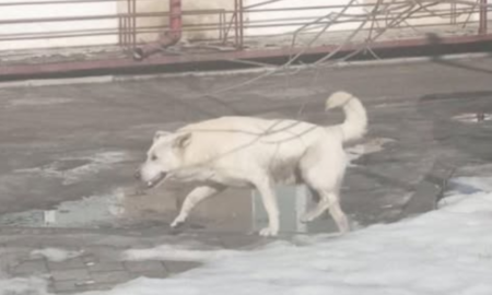 у Надвірній собака покусав понад 10 людей