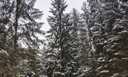 Свіжі сліди ведмедя побачили туристки на Прикарпатті (ФОТО)