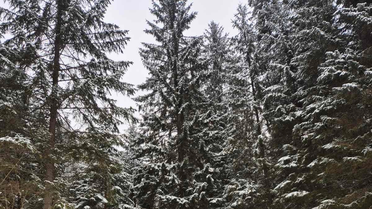 Свіжі сліди ведмедя побачили туристки на Прикарпатті (ФОТО)
