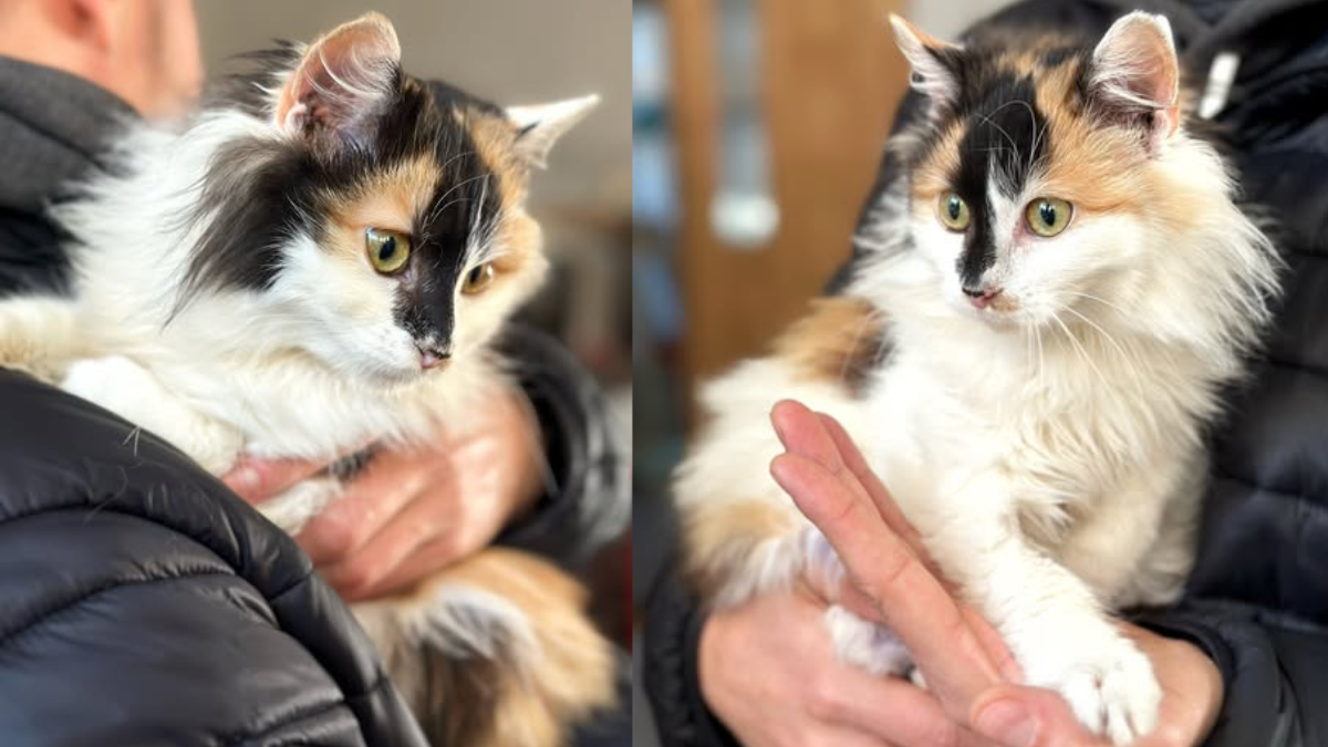 Подаруйте дім і дружбу: безпритульні хвостики Івано-Франківська в очікуванні кращого життя