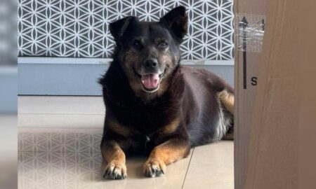 Надія на щасливе життя: безпритульні хвостики з Івано-Франківська у пошуках домівки