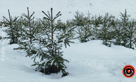 На Прикарпатті суд повернув у державну власність 29 га лісу
