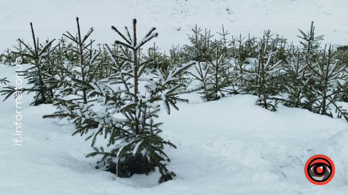 На Прикарпатті суд повернув у державну власність 29 га лісу