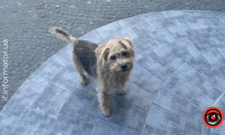 Дім для пухнастиків: безпритульні тваринки в Івано-Франківську шукають прихисток