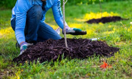 Саджанці дерев можуть обійтися бюджету Івано-Франківська у понад 350 тисяч гривень