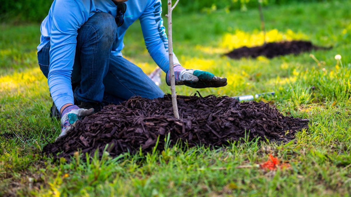 Саджанці дерев можуть обійтися бюджету Івано-Франківська у понад 350 тисяч гривень