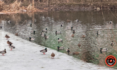 Свята 1 березня