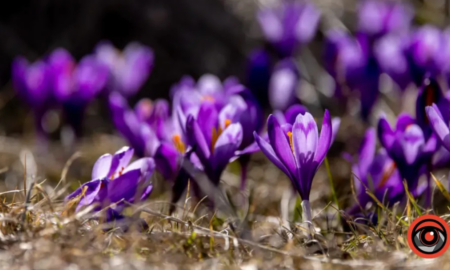 Крокуси