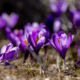Крокуси