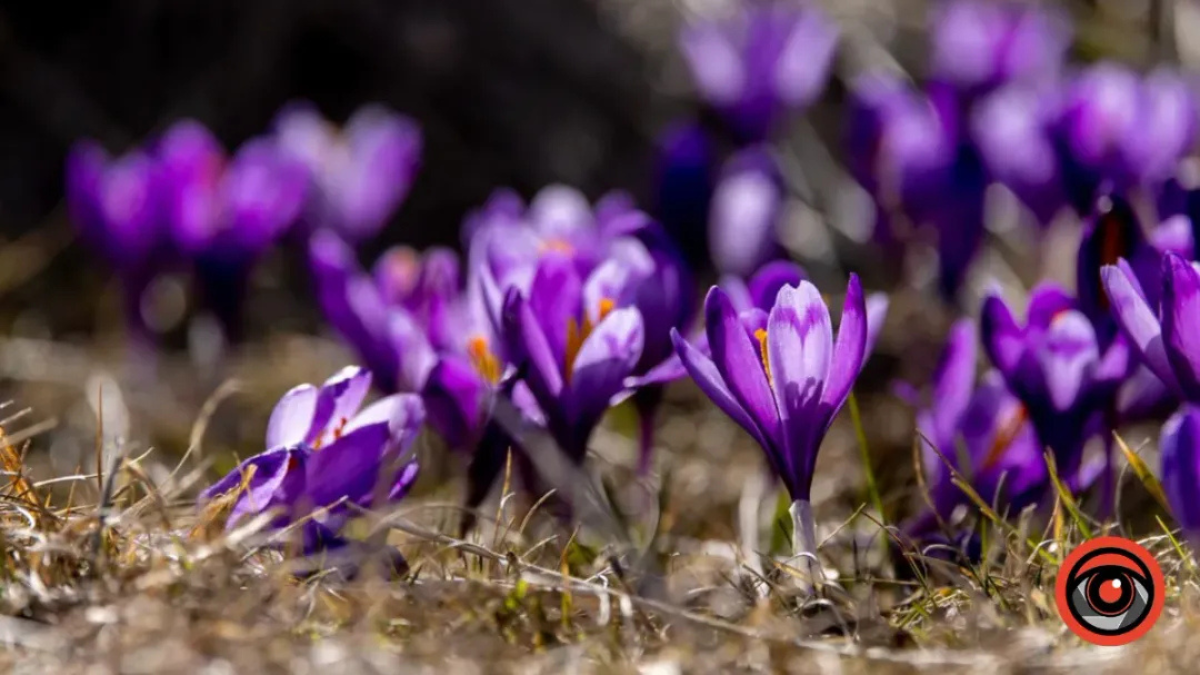 Крокуси