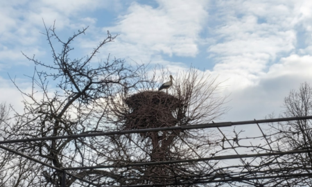 «Ніби шукає поглядом свою пару в небі»: як прикарпатець доглядає самотнього лелеку
