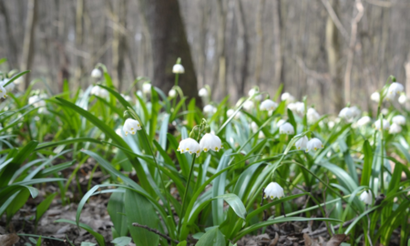 Первоцвіти
