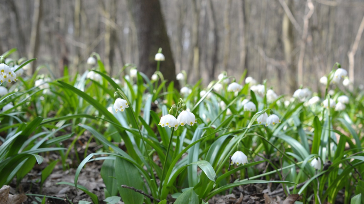 Первоцвіти