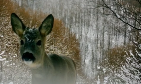Сарна європейська