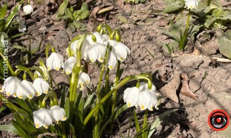 Прогноз погоди на Прикарпатті 15 березня