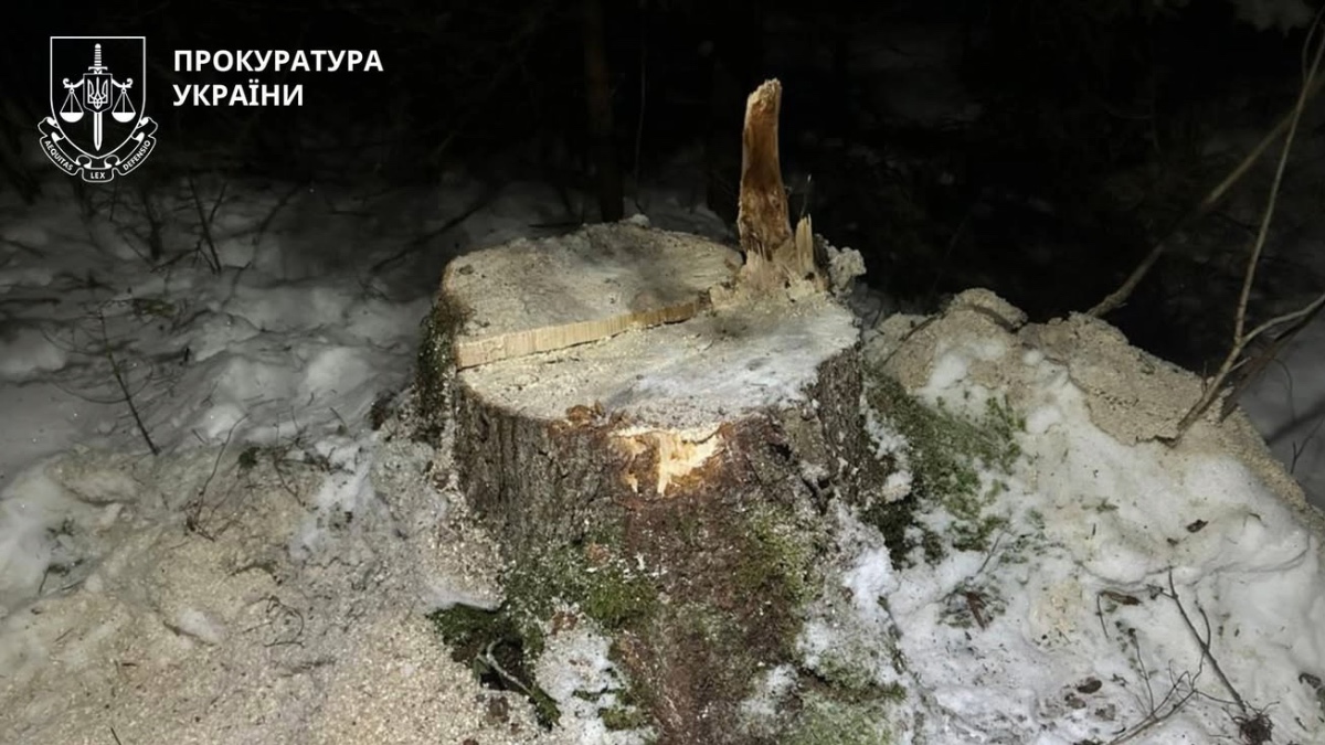Прикарпатець незаконно зрубав дерева у заповіднику – збитки склали 400 тисяч гривень