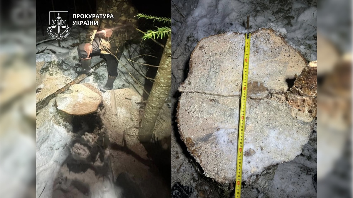 Незаконна рубка на території Довгопільського лісництва. Фото: Івано-Франківська обласна прокуратура