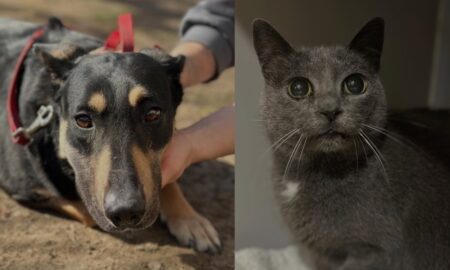 Мріють по щасливе життя: безпритульні хвостики Івано-Франківська у пошуках люблячих рук