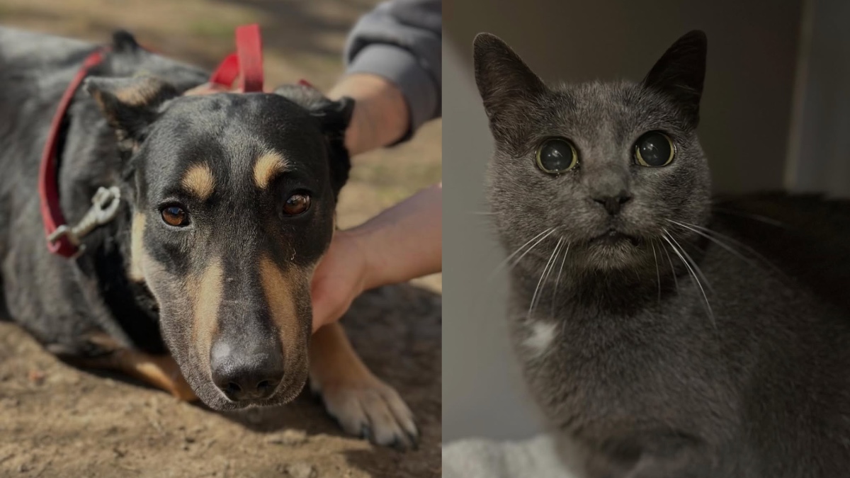 Мріють по щасливе життя: безпритульні хвостики Івано-Франківська у пошуках люблячих рук