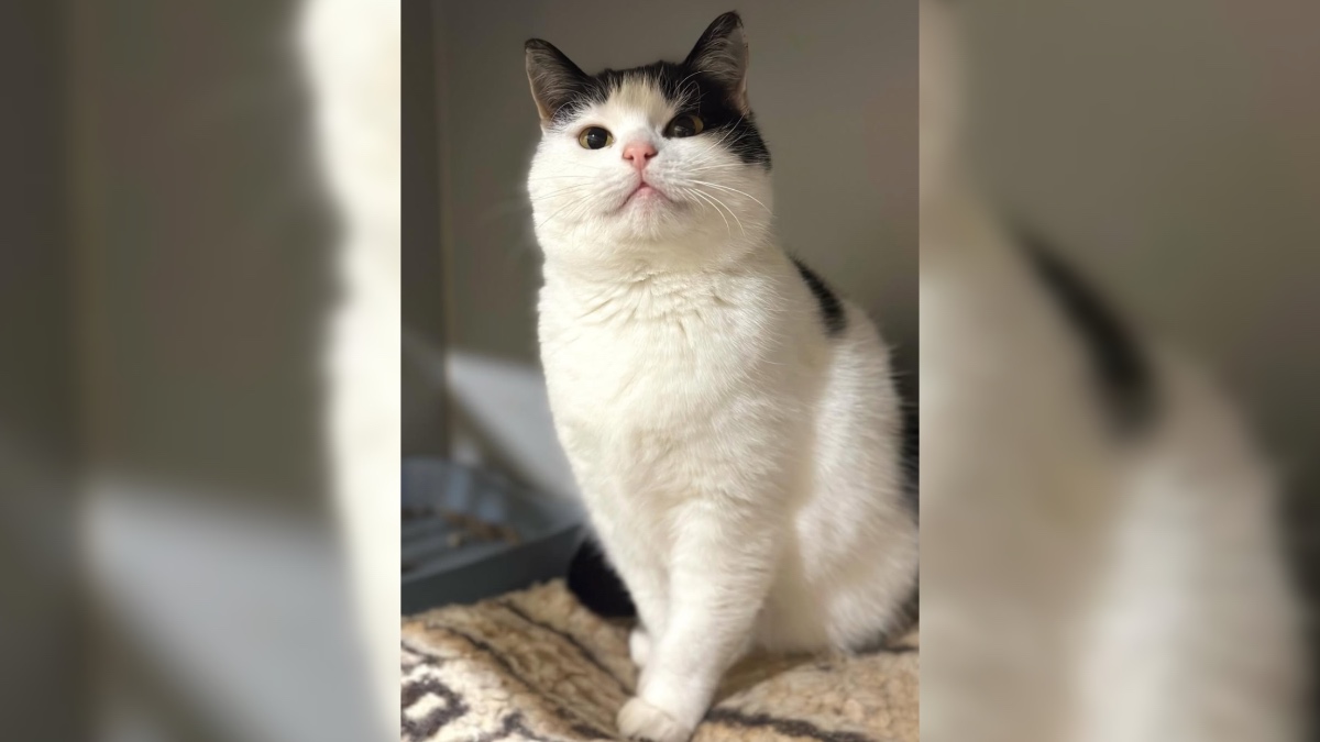 Пампушечка