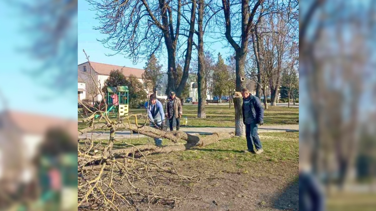 По всій території Бурштина обрізають дерева