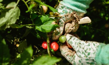 Прикарпатців попереджають про можливе нашестя городніх шкідників