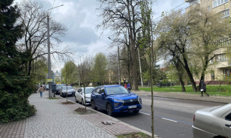 Дерева