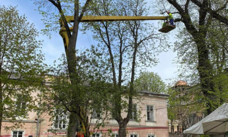 На вулиці Шпитальній у Франківську проводять санітарну обрізку дерев