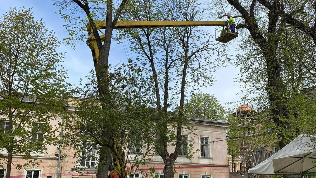 На вулиці Шпитальній у Франківську проводять санітарну обрізку дерев
