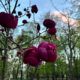 Свята 29 квітня