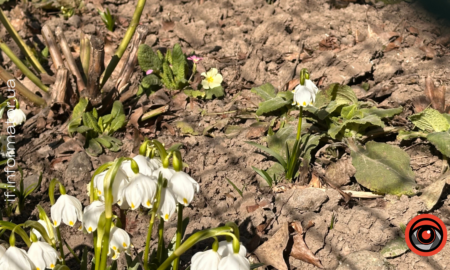 погода, підсніжники, Івано-Франківськ
