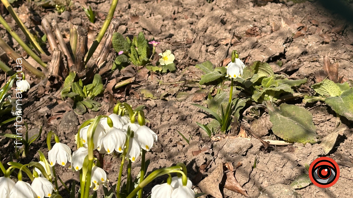 погода, підсніжники, Івано-Франківськ