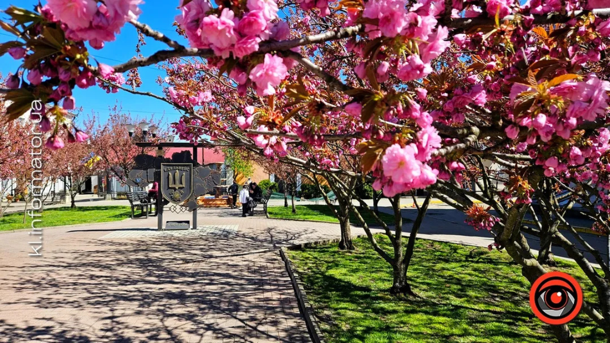 Сакура Коломия