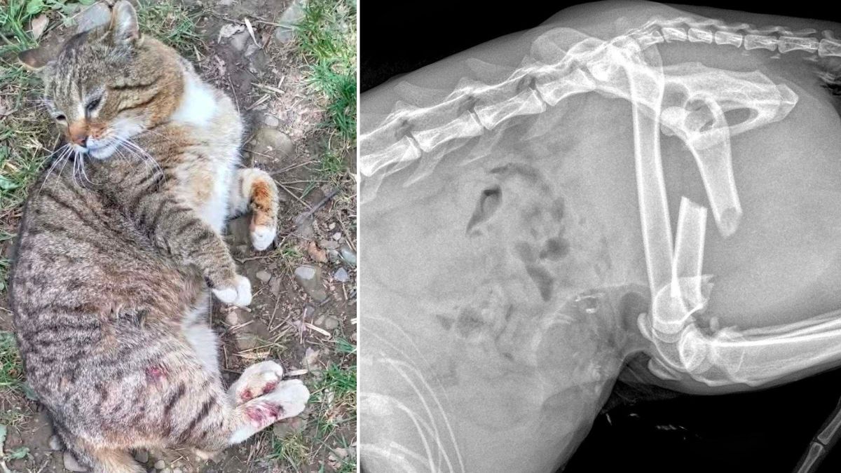 Єдиний шлях до порятунку: волонтерка з Прикарпаття збирає кошти на операцію для кота Сімби