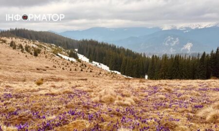 У Карпатах з-поміж снігу майорить цвіт крокусів (ФОТО)