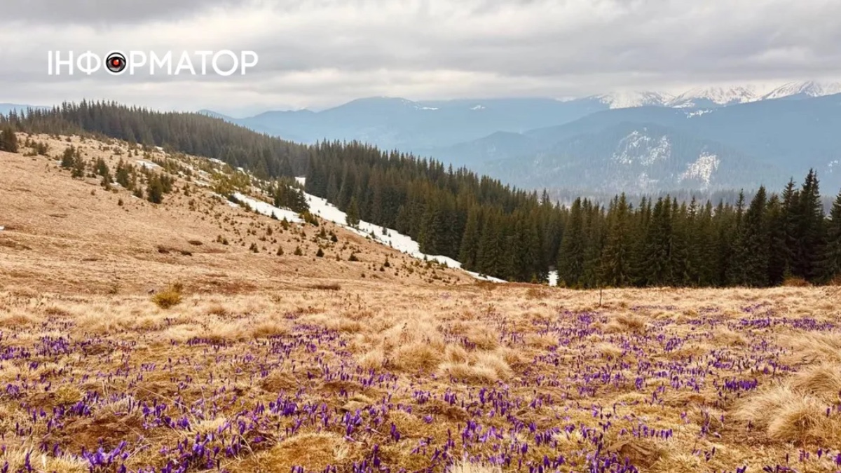 У Карпатах з-поміж снігу майорить цвіт крокусів (ФОТО)
