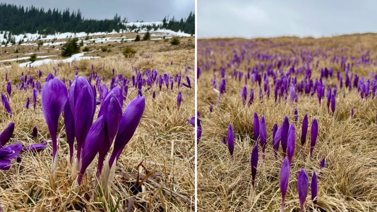 Карпати. Фото: Інформатор Коломия