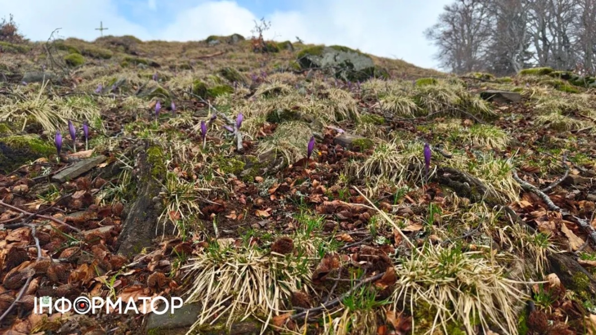 Карпати. Фото: Інформатор Коломия