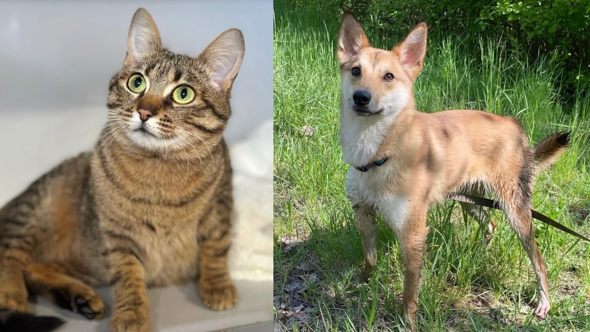 Ті, хто потребує любові: безпритульні чотирилапі з Івано-Франківська у пошуках турботливих господарів